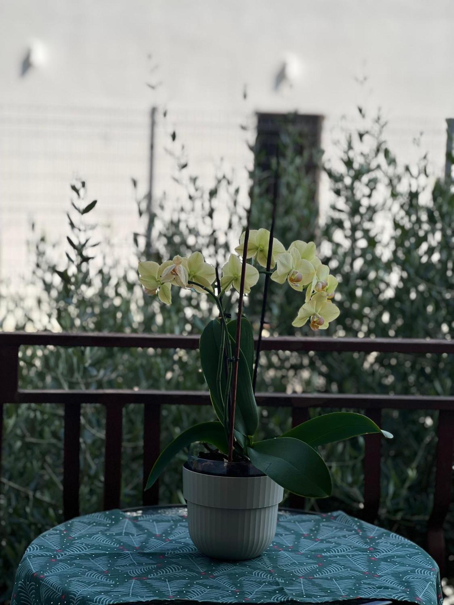 Apartment Stasija *